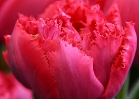 Tulipa Love Magic ® (3)